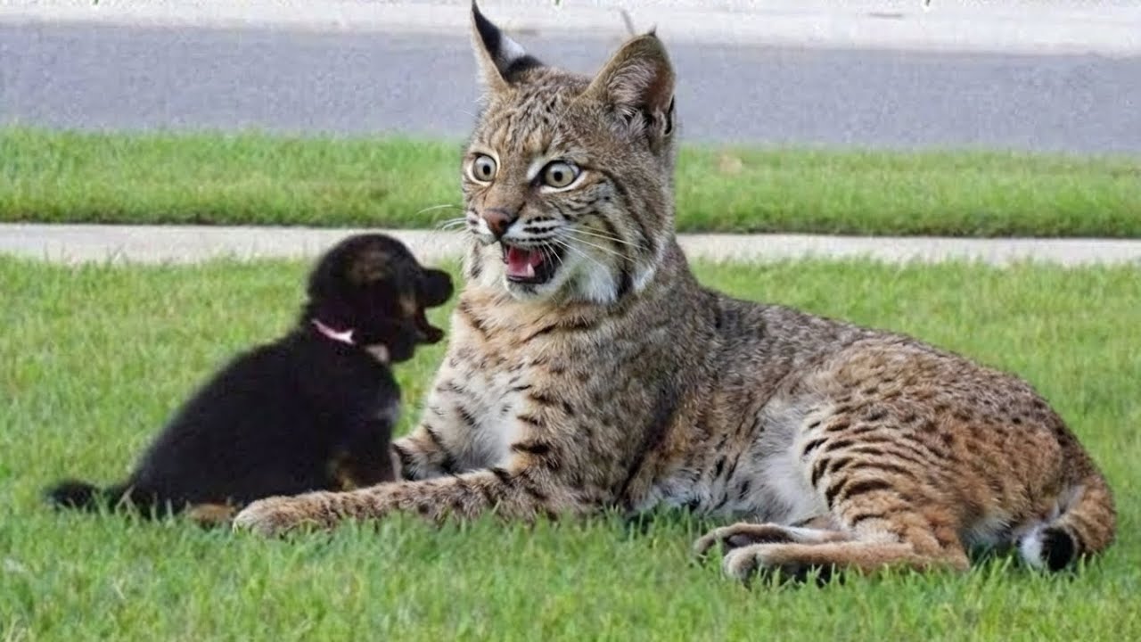 My Rescue Bobcat  Realized I Got Him a Friend, And the Drama Started Immediately. 
