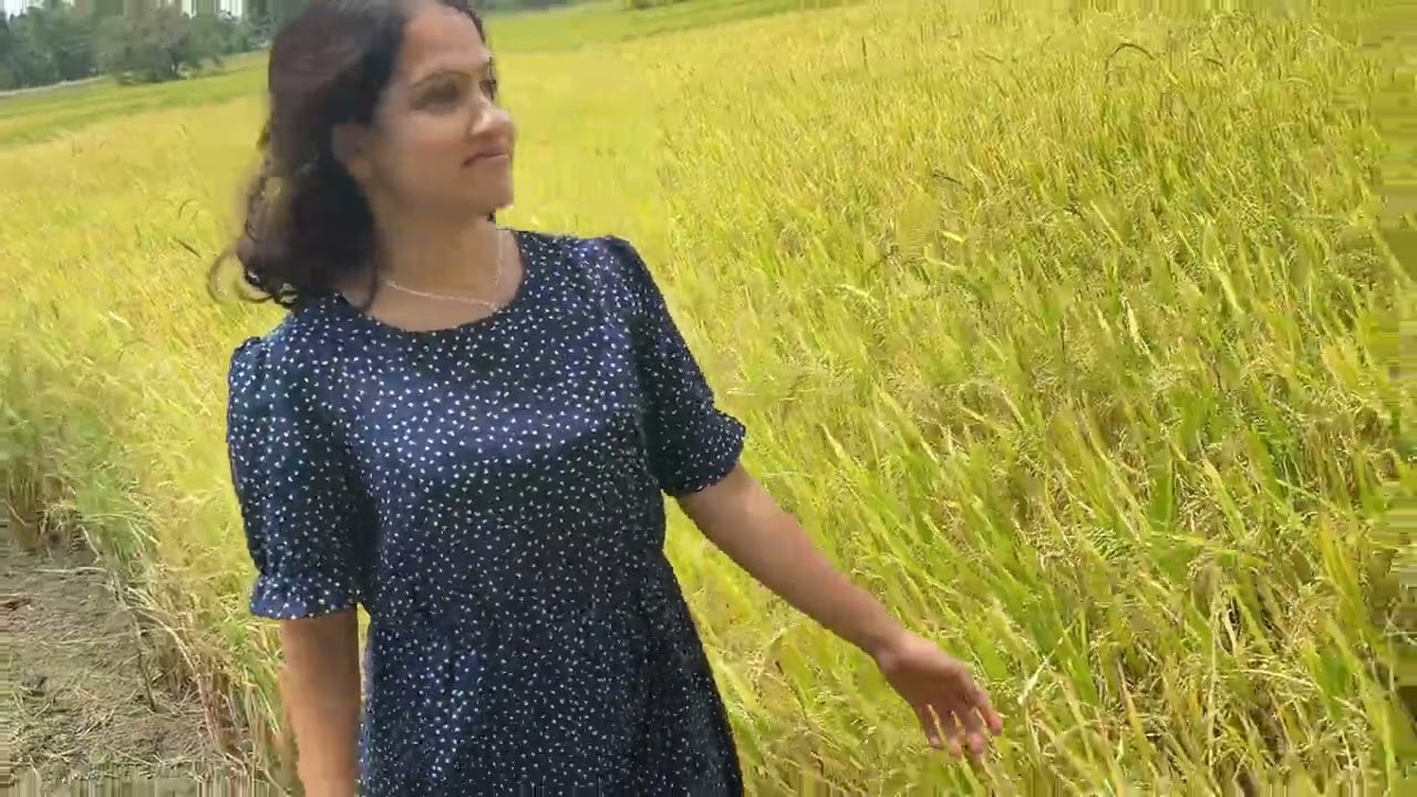 #neela goyam relle pawela #paddyfields #riceplant #villagelife #කුඹුර #කෙත # නීල ගොයම් #srilanka 🌾🇱🇰