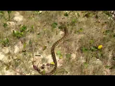 Diamond Python released back into wild