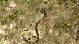 Celebrity Diamond Python released back into wild Wealth