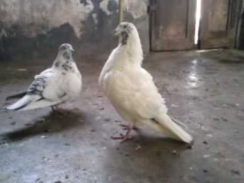 indian andhra high flying pigeons youtube high flyer pigeon in india