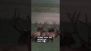Best digiscoping setup Best digiscoping setup