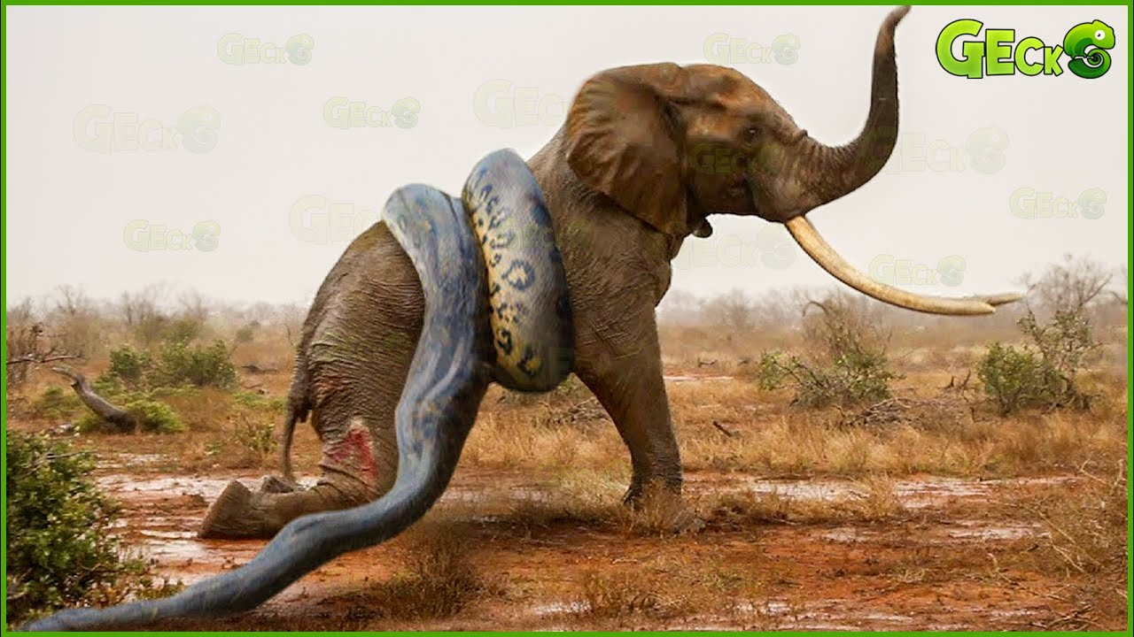 30 Moments Stupid Python Hungry with the Wrong Rival What Happens Next  Wild Animal Hunting Epic