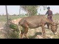 “Real Donkey Mating Scene | गाँव का असली नजारा 🐴💥”