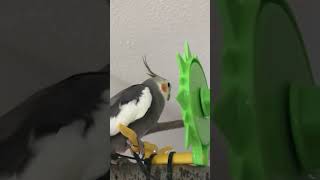 Peter singing #birdslover #birds #cockatiel #petlover #pets #peter #singing