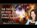 Spirit Animals Explained | The Difference Between Spirit, Totem, & Power Animals