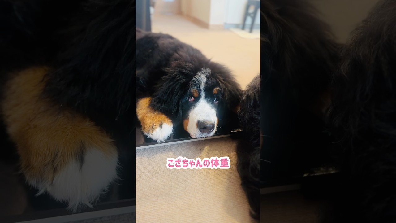 Over 18kg at 3 Months Old! A Growing Bernese Mountain Dog Puppy