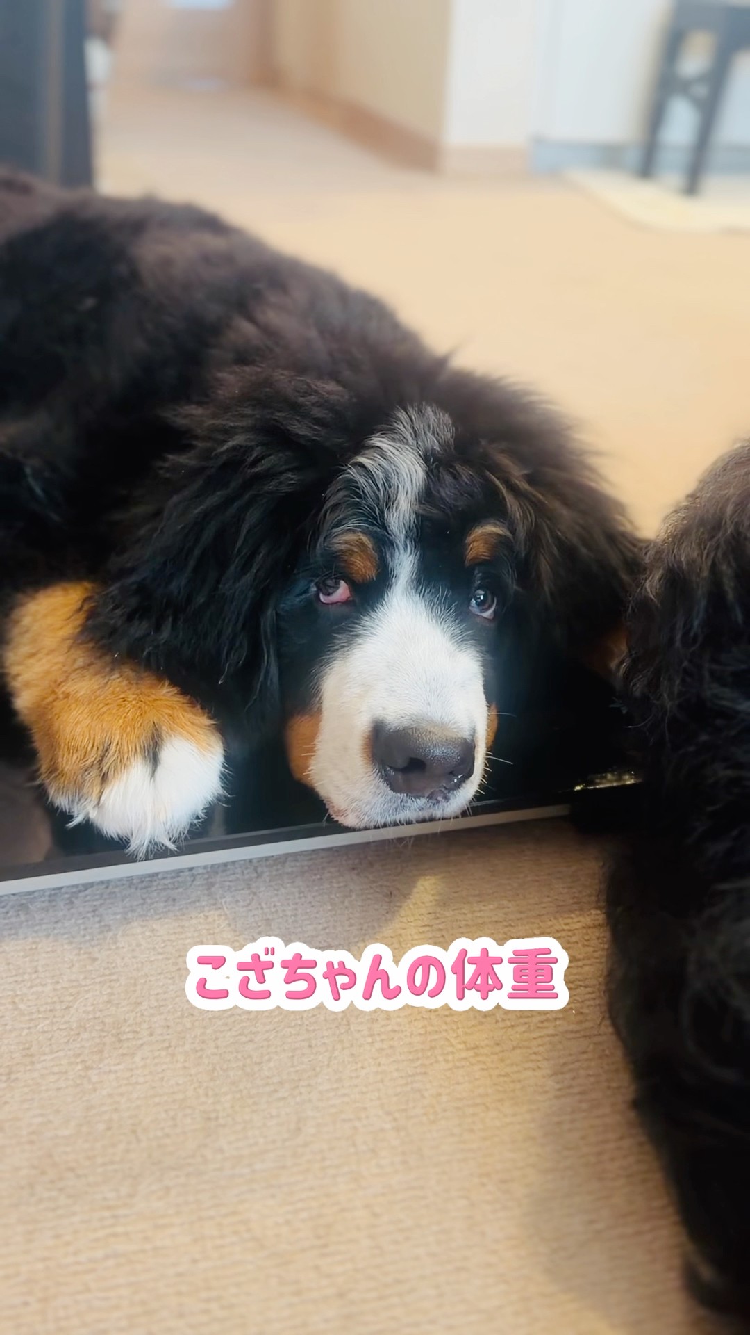 Over 18kg at 3 Months Old! A Growing Bernese Mountain Dog Puppy