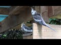 Aviary Grass Planting