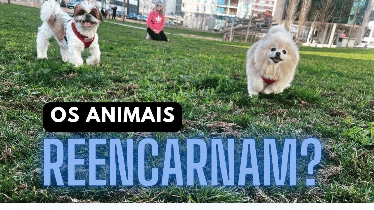 Reencarnação dos Animais - Cães e Gatos Reencarnam? É possível
