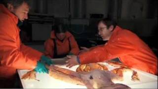 Inside Nature's Giants | Attack of the Giant Squid | Channel 4