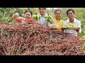 Harvesting Many Roselle & Jujube Fruit in The Wild Near My Village - Eating Roselle with Green Mango