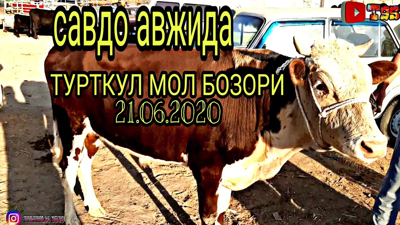 Турткул машина бозори