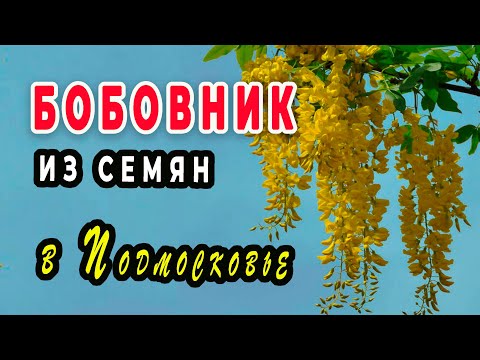 Бейне: Бобовник Ватерер