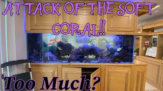 ReefTank to much soft coral? by Aquarium Service Tech 1,514 views 9 days ago 10 minutes, 17 seconds