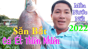 Săn Bắt Cá Ét Cá Xác Mùa Nước Nổi 2022 / Ẩm Thực Ven Sông Quán / Kiềm Rapper