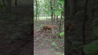 Madhya Pradesh Tiger shorts tiger