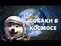 СОБАКИ В КОСМОСЕ 4К | Спецпроект