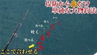 堤防から糸を垂らすだけで単純に荒磯並みに釣れ過ぎる！