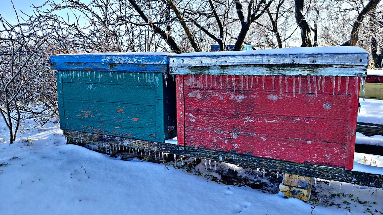 ПЛЕНКА СПАСЛА ПЧЕЛ !!! 19.02.2026