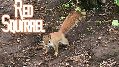 What is the Difference between the Red Squirrel and the Chipmunk?