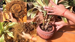 Re-potting of root bounded Corn plant/Dracaena Fragrans/Indoor plant/propagation/Cutting