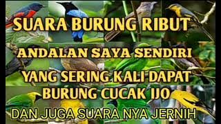 suara pikat cucak rante ribut paling ampuh