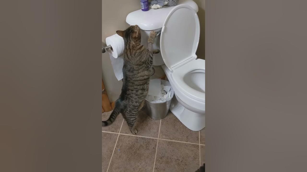Cat Flushes The Toilet When He Wants Attention Or Food YouTube