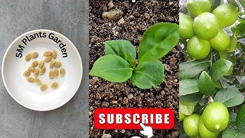 Growing Lemon Tree from cuttings with tissue paper | with 100% sucess.