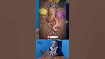 Thumbnail of SUPER ELASTIC OCTOPUS #shorts