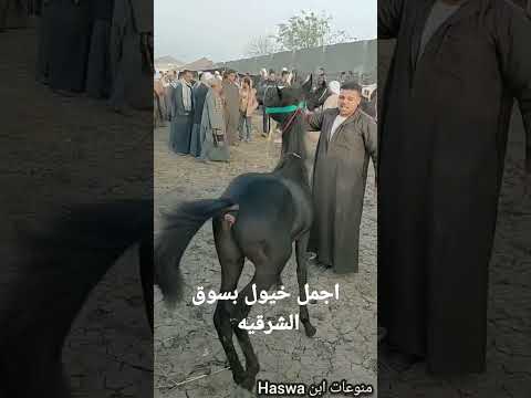 اسعار اجمل خيول بسوق الشرقيه