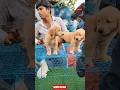 Pet Market Kolkata 😍/lowest price puppy dog/Gallif Street dogs #shorts #viral #dog #dogs #doglover
