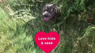 Pooch On A Pedestal Staffordshire Bull Terrier Enjoying Grland