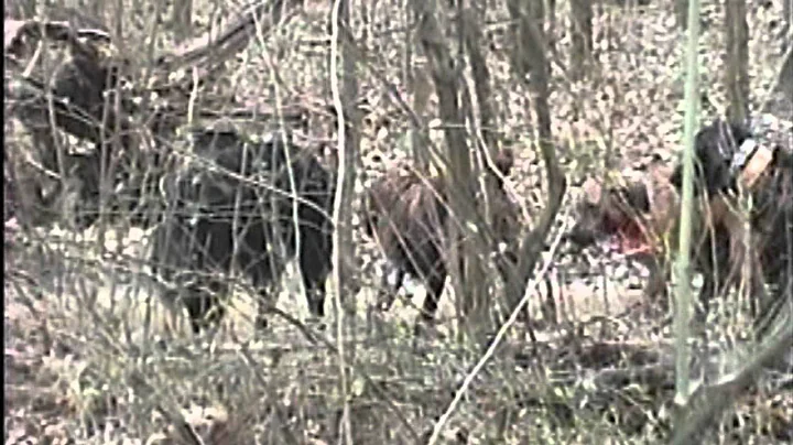 Mississippi Wild Hog with Dogs