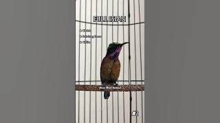 KONIN GACOR FULL ISIAN CIBLEK, BELALANG EMAS, CILILIN #konin #kolibrininja #koninisian #shorts