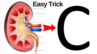 How to draw kidney | kidney diagram easy way | kidney diagram | kidney drawing | human kidney How to draw kidney | kidney diagram easy way | kidney diagram | kidney drawing | human kidney