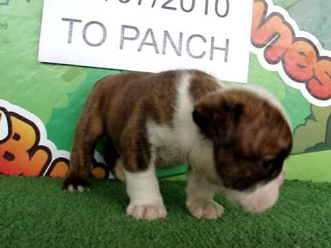 English bulldog For Sale - Arisu - http://www.bullcanes.net - ceo@bullcanes.net
