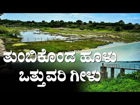 ತುಂಬಿಕೊಂಡ ಹೂಳು, ಒತ್ತುವರಿ ಗೀಳು | ಕಲಬುರ್ಗಿ | ಕೆರೆ