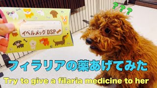 【商品レビュー】フィラリアの薬あげてみた　Try to give a filaria medicine to her