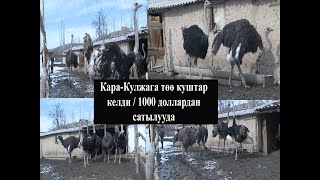 картинка: Төө куш баккан фермер бизнес кылып, киреше таап жатат/ Өзбекстандан келген страустар 1000 доллардан