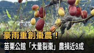 豪雨重創苗栗公館棗農 「大量裂棗」農損近8成－民視新聞