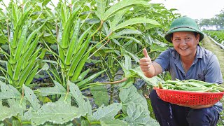 The Secret To Growing Okra At Home For High Yield And Delicious Taste!