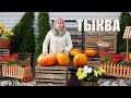 Тыква 🍈 Сбор урожая и хранение 🎃 Видео обзор hitsadTV