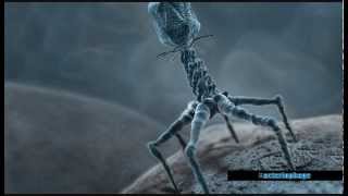 Dark Drum and Bass Music/Neurofunk 2013 - Bacteriophage - ( FL Studio 10 )
New Dark Drum and Bass, Psy breaks Psy DnB.Ambient Neurofunk 2013.Best from Slovakia.,Slovensky Dark drum and bass, dark jungle, darkstep, industrial, neurofunk, breakcore, technoid, pulse bass reese on FL studio.My Creation on Fl studio.
Author : Projectiled Sunbeam
Album : Protonite 2 : ULTIMATUM
BPM : 180
Track: Bacteriophage
Software : FL Studio 10
Country : Slovakia,Slovensko
Style : Dark Drum and Bass,DarkStep.Neurofunk Dark Drum and Bass Music/Neurofunk 2013 - Bacteriophage - ( FL Studio 10 )