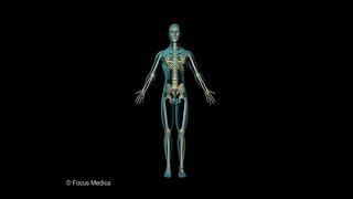 Skeletal and Muscular System - Junior Atlas screenshot 1