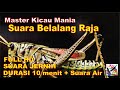 Masteran Murai, Suara BELALANG RAJA Durasi Panjang + Terapi Suara Air Mengalir..FULL HD...!!!