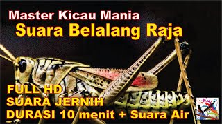 Masteran Murai, Suara BELALANG RAJA Durasi Panjang + Terapi Suara Air Mengalir..FULL HD...!!!