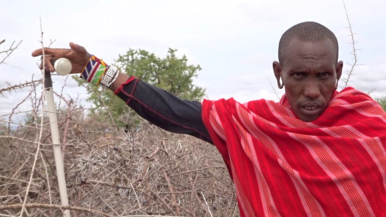 Why a Maasai Warrior helps save wild lions in Tanzania