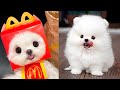 Cute pomeranian puppies doing funny things 9  cute and funny dogs  mini pom