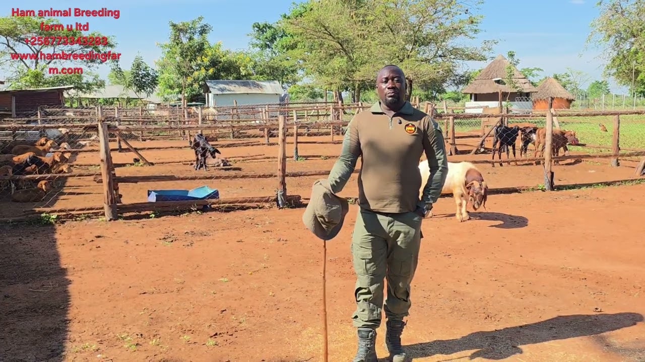 Как вы определяете качество животных (осмотр и оценка качества животных)?